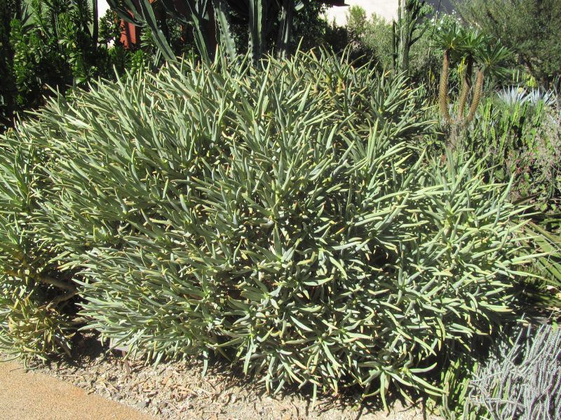 A ramosissima.jpg